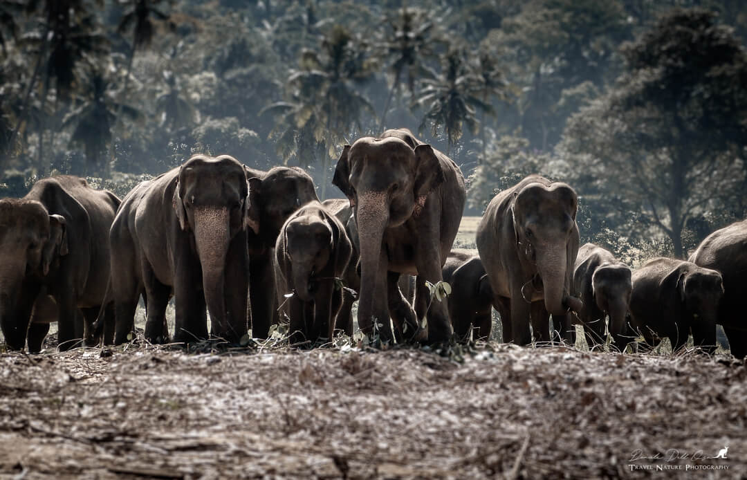 Elefanti- Sri Lanka 2015 | Fotocamera Leica V-Lux 3 Leica Natura Tatiana Chiavegato binocolo leica