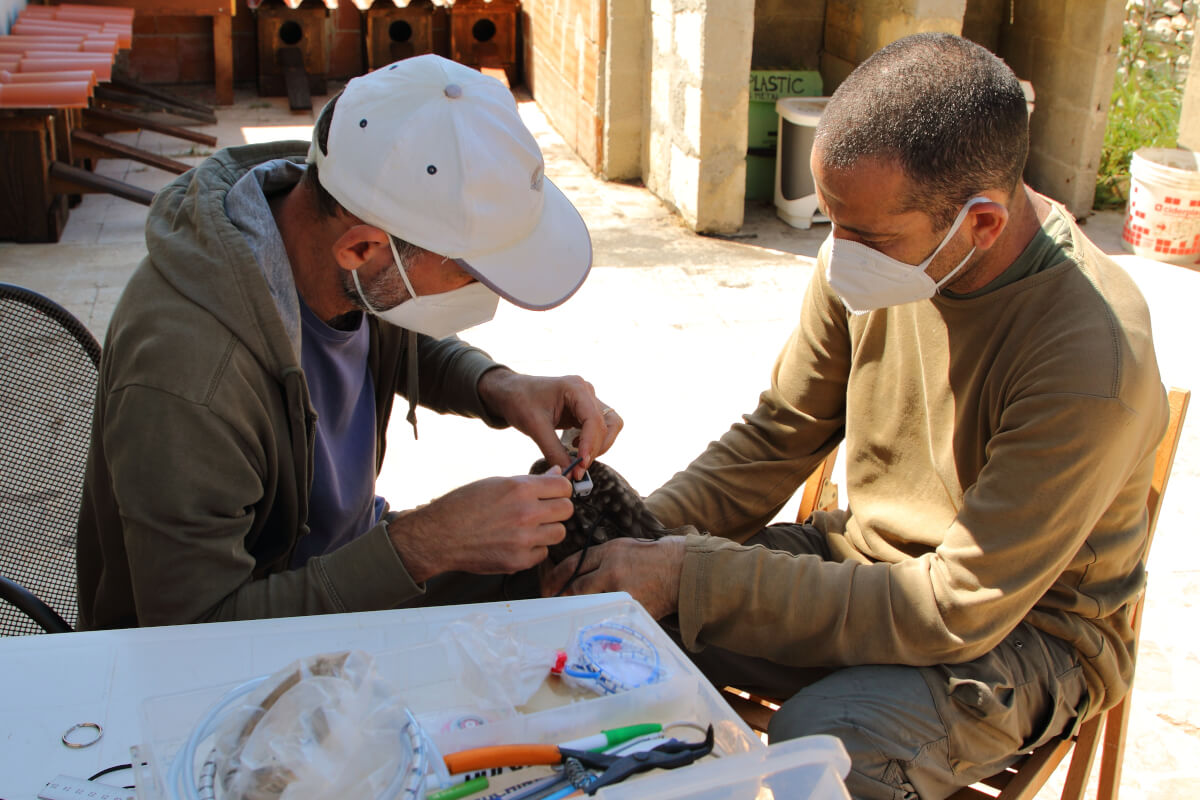 Operazioni di inanellamento e fissaggio radio satellite sulle anatre marmorizzate rilasciate durante il primo anno di progetto LIFE Marbled duck Sicily. A sinistra l’inanellatore responsabile, Renzo Ientile, a destra Andrea Corso, della Leica, responsabile del monitoraggio delle anatre rilasciate e della popolazione selvatica siciliana di Anatra marmorizzata dal 2005 ad oggi (foto Paolo Galasso) Andrea Corso BIRDWATCHING Leica Natura Tatiana Chiavegato LEICABIRD