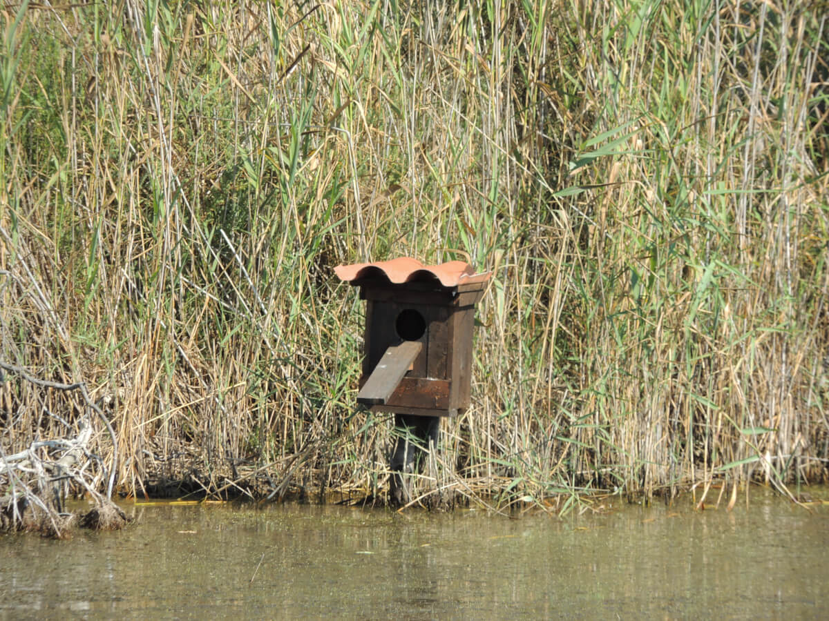 Uno dei numerosi nidi artificiali piazzati in zone strategiche dei pantani Cuba e Longarini, allo scopo di stimolare e favorire l’insediamento di nuove coppie riproduttive di Anatra marmorizzata.  Leica Natura andrea corso Leicabird digiscoping anatra 