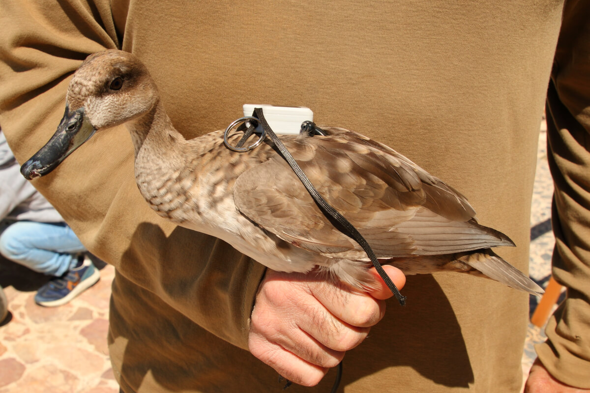 uno dei giovani di Anatra marmorizzata munito di GSP radio-satellitare (foto Paolo Galasso) andrea corso Leica Natura leica binocolo noctivid ultravid 