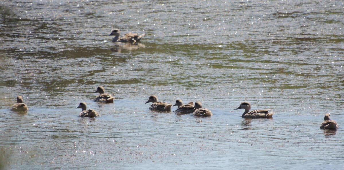 alcune delle anatre marmorizzate rilasciate, qui fotografate a oltre 200metri di distanza con Iphone Scoping + LEICA digiscoping Leica Natura Swarovski optik apo televid