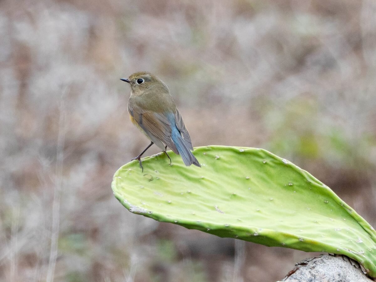 altra specialità di Linosa, il CODAZZURRO (Tarsiger cyanurus), osservato dal 31.10 al 3.11; sebbene sia stata solo la quinta segnalazione per l’isola, non esiste in Italia alcun altro sito con tante osservazioni di questa rarissima specie. Andrea Corso Leica Natura.it 