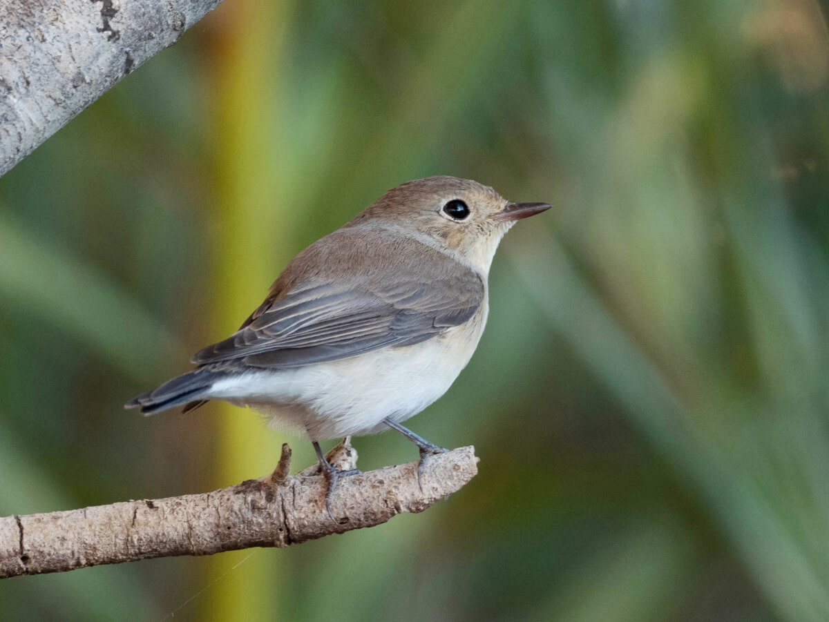 il PIGLIAMOSCHE PETTIROSSO (Ficedula parva) ha fatto registrare la presenza di 10-12 individui; ogni autunno, si osserva sull’isola il maggior numero per sito in Italia.  ANDREA CORSO LEICA NATURA BIRDWATCHING