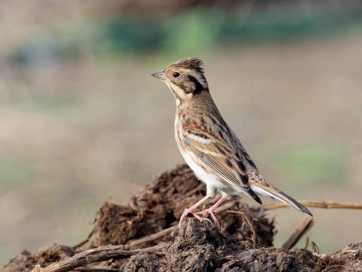 il rarissimo ZIGOLO BOSCHERECCIO (Emberiza rustica), viene osservato irregolarmente a Linosa, ma ancora una volta più che in qualunque altro sito italiano; nell’autunno 2021, sono stati due quelli osservati (foto 15 primo ind., 16-17 il secondo). ANDREA CORSO LEICA NATURA BIRDWATCHING 