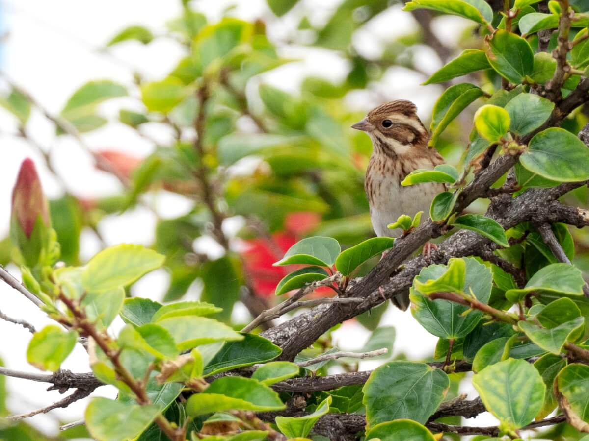 il rarissimo ZIGOLO BOSCHERECCIO (Emberiza rustica), viene osservato irregolarmente a Linosa, ma ancora una volta più che in qualunque altro sito italiano; nell’autunno 2021, sono stati due quelli osservati (foto 15 primo ind., 16-17 il secondo). 