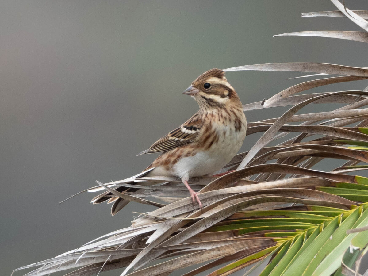 il rarissimo ZIGOLO BOSCHERECCIO (Emberiza rustica), viene osservato irregolarmente a Linosa, ma ancora una volta più che in qualunque altro sito italiano; nell’autunno 2021, sono stati due quelli osservati (foto 15 primo ind., 16-17 il secondo). Andrea corso birdwatching in Italia 