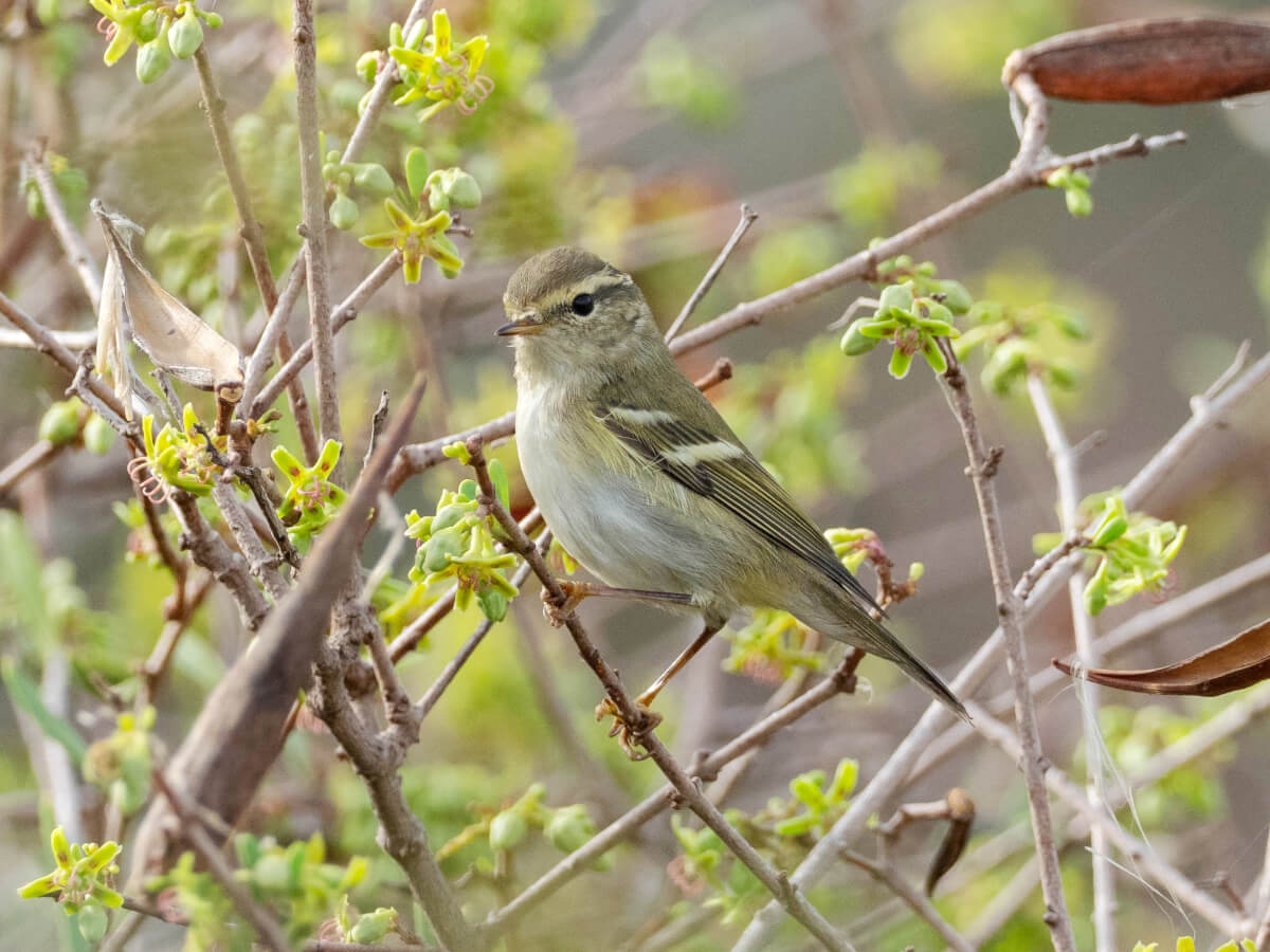 LUI’ FORESTIERIO(Phylloscopus inornatus),  uno dei 17-19 osservati dal 17 ottobre al 17 novembre 2021 a Linosa; uccello “totemico” del birding a Linosa, questa specie un tempo considerata rarissima e accidentale in Italia, dall’arrivo del MISC birding team sull’isola è stata trovata annualmente con numeri record per il Mediterraneo!  ANDREA CORSO