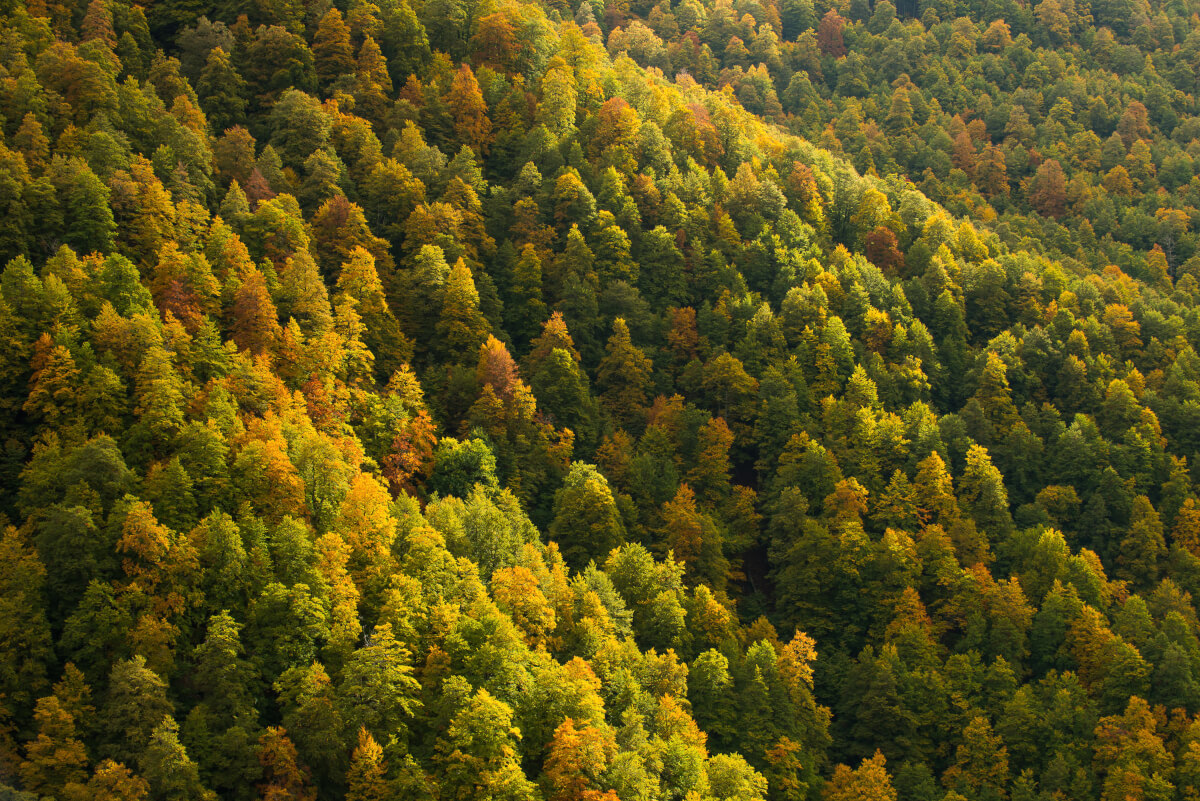 Uno scorcio della foresta della Val Cervara, nel Parco Nazionale d'Abruzzo, Lazio e Molise. L’esame dendrocronologia di questa faggeta
condotto dagli scienziati dell’Università della Tuscia ha permesso di determinare l’età di alcuni alberi, in casi eccezionali stimata di oltre 560 anni.
Leica Natura