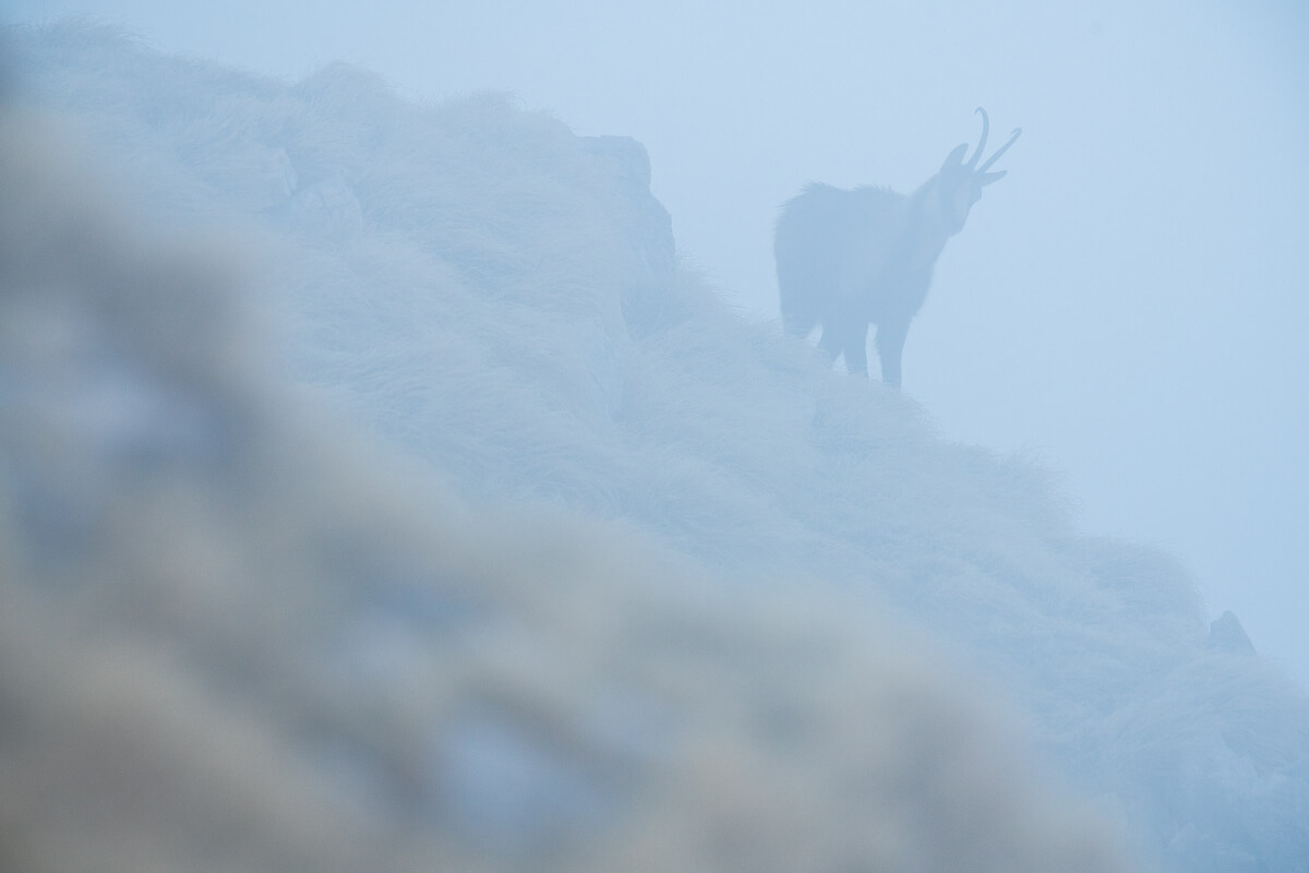 Un maschio grugnisce dall'alto sfidando i suoi concorrenti.
Leica Natura
