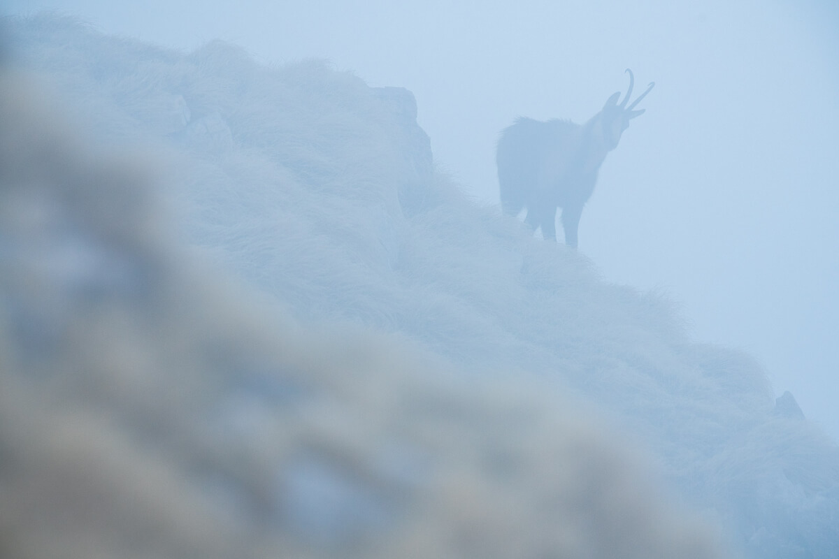 Un maschio grugnisce dall'alto sfidando i suoi concorrenti.
Leica Natura
