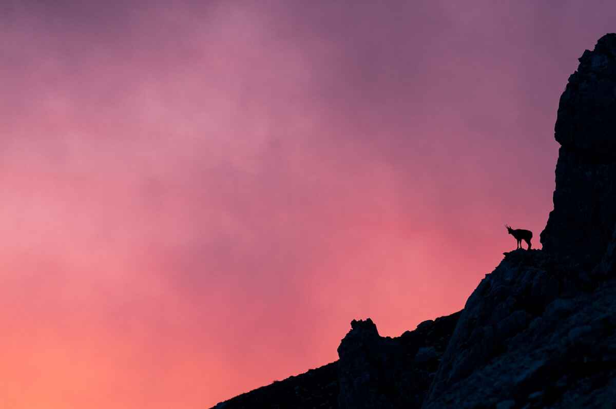 L'inconfondibile silhouette di un camoscio si staglia contro il cielo. 
Anche in condizioni di luce difficili il Noctivid permette di apprezzare 
appieno i dettagli di un animale.leica natura

