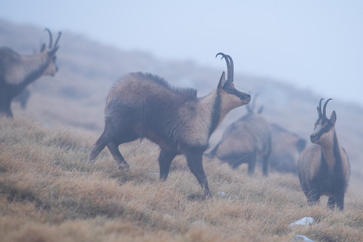 Drizzando il pelo sul dorso il camoscio enfatizza la sua prestanza
fisica nell’intento di far desistere il rivale da propositi aggressivi.
Leica Natura