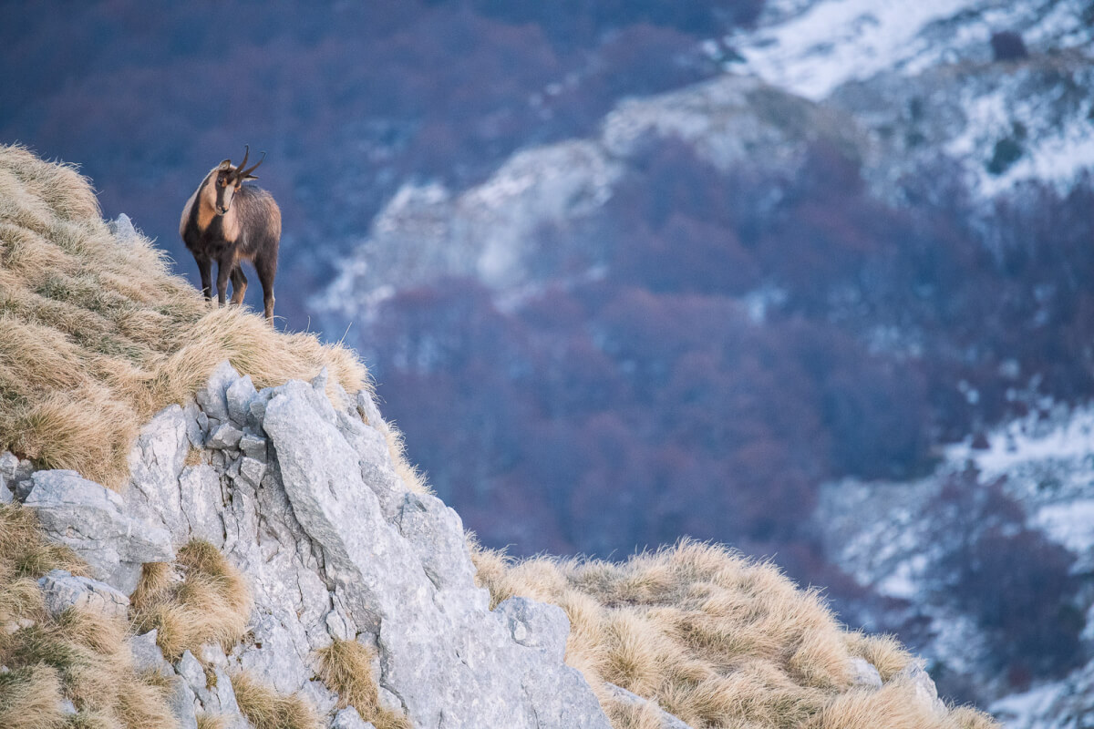 La livrea invernale del Camoscio appenninico vede ampie pezzature color 
isabella sul pelo marrone, discostandosi da quella del Camoscio alpino 
prevalentemente scura.
Leica Natura
