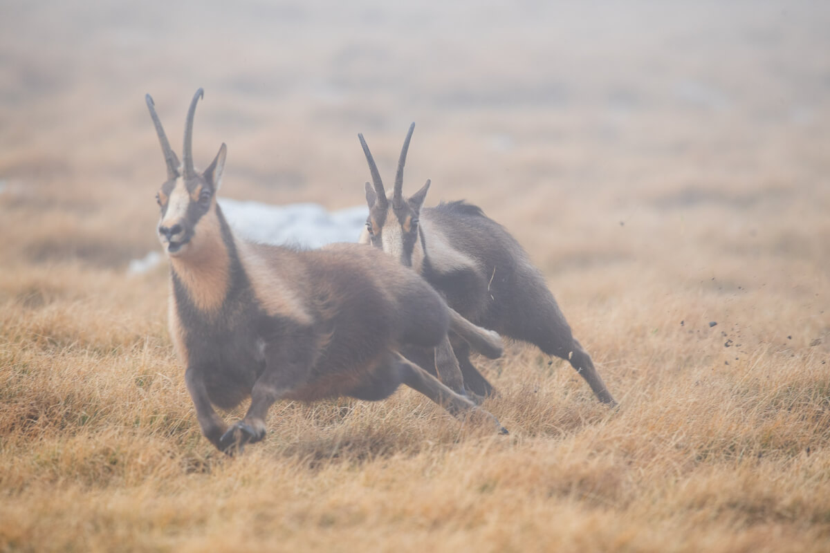 Pur muovendosi su terreni impervi i camosci possono raggiungere una 
velocità di 50 km/h.
Leica Natura LEICA BIRD
