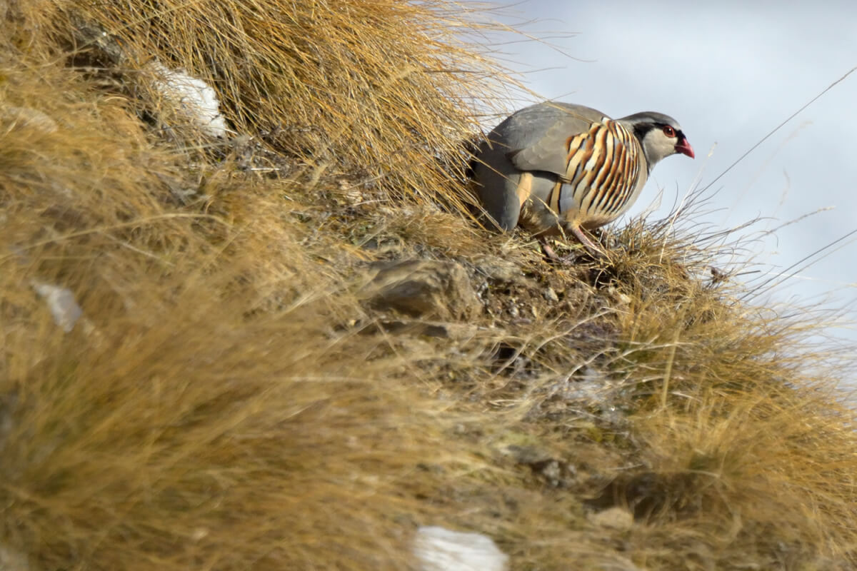 Coturnice, foto di Luca Giordano leica natura
