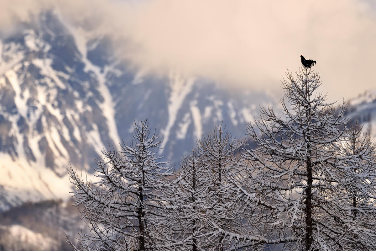 Gallo forcello, foto di Luca Giordano leica natura
