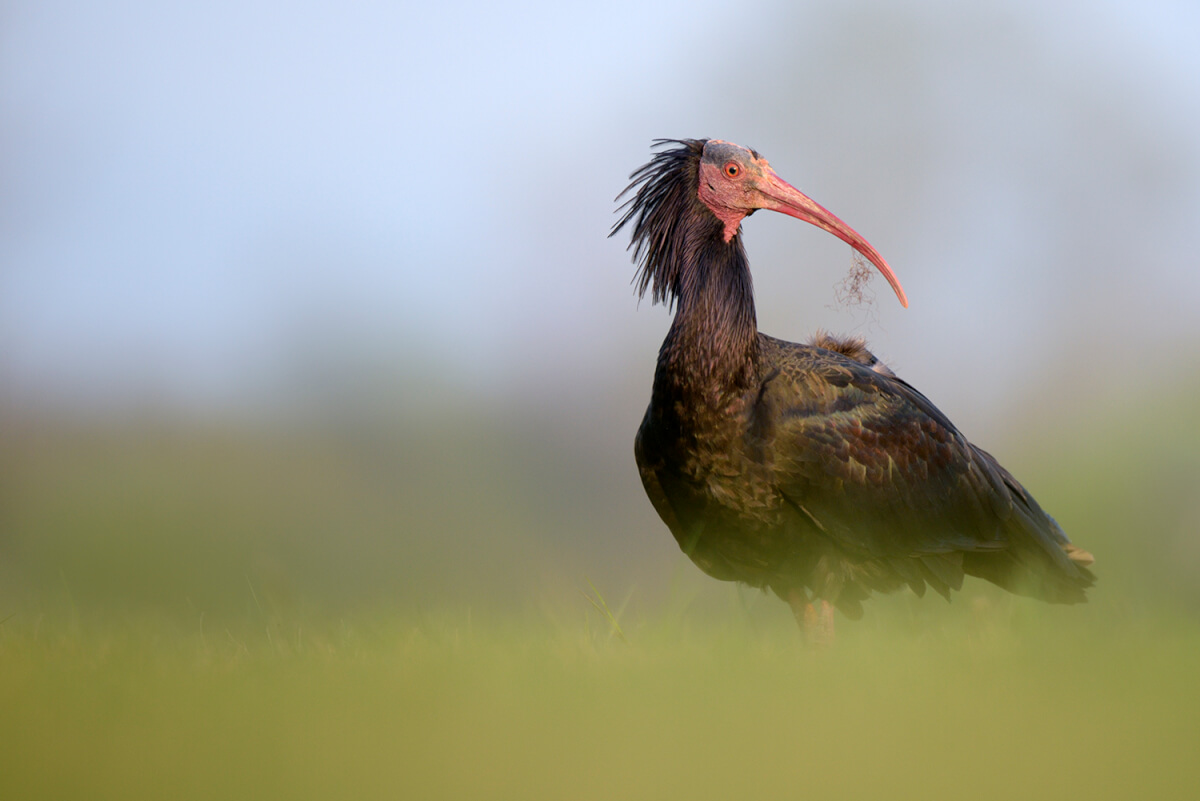 Ibis eremita, foto di Luca Giordano leica natura
