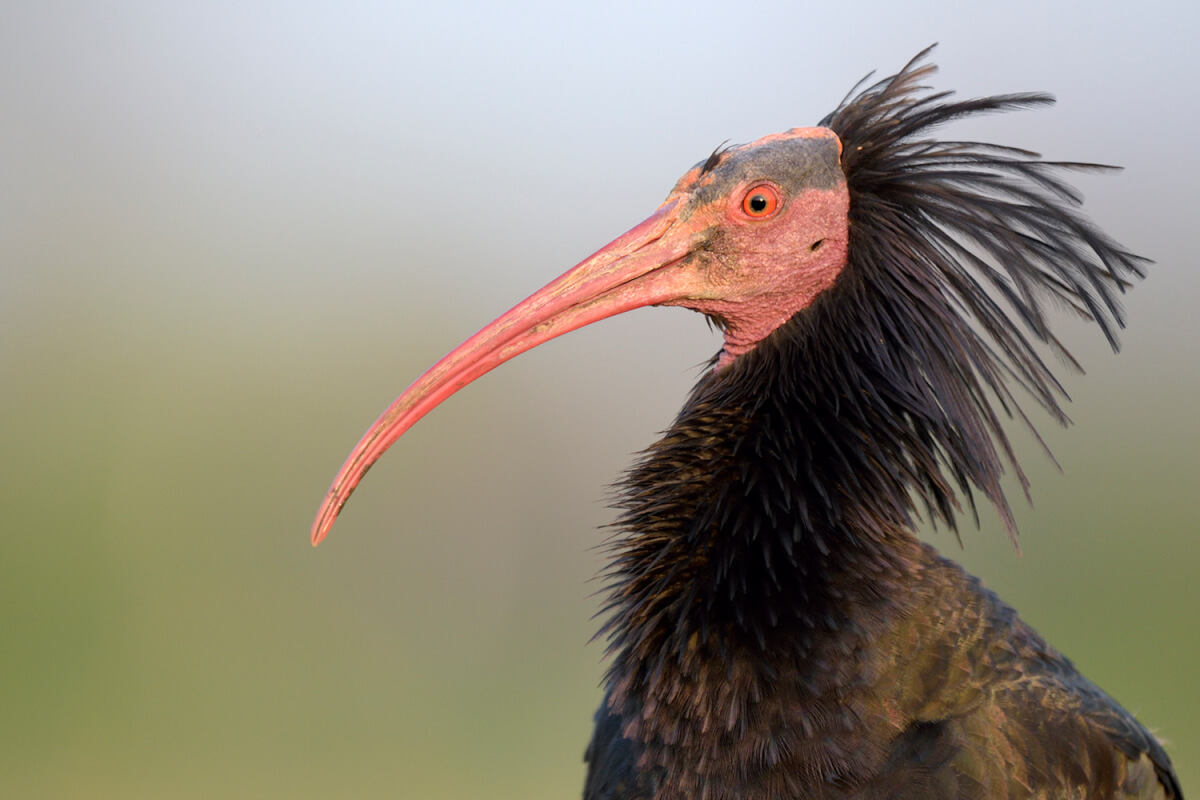 Allocco, foto di Luca Giordano  leica natura
ibis eremita