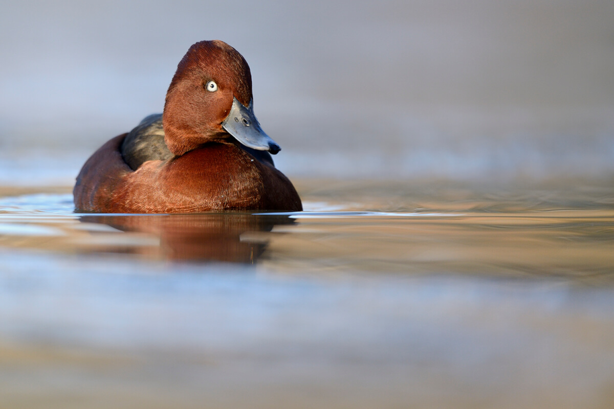 Moretta tabaccata, foto di Luca Giordano Leica Natura
