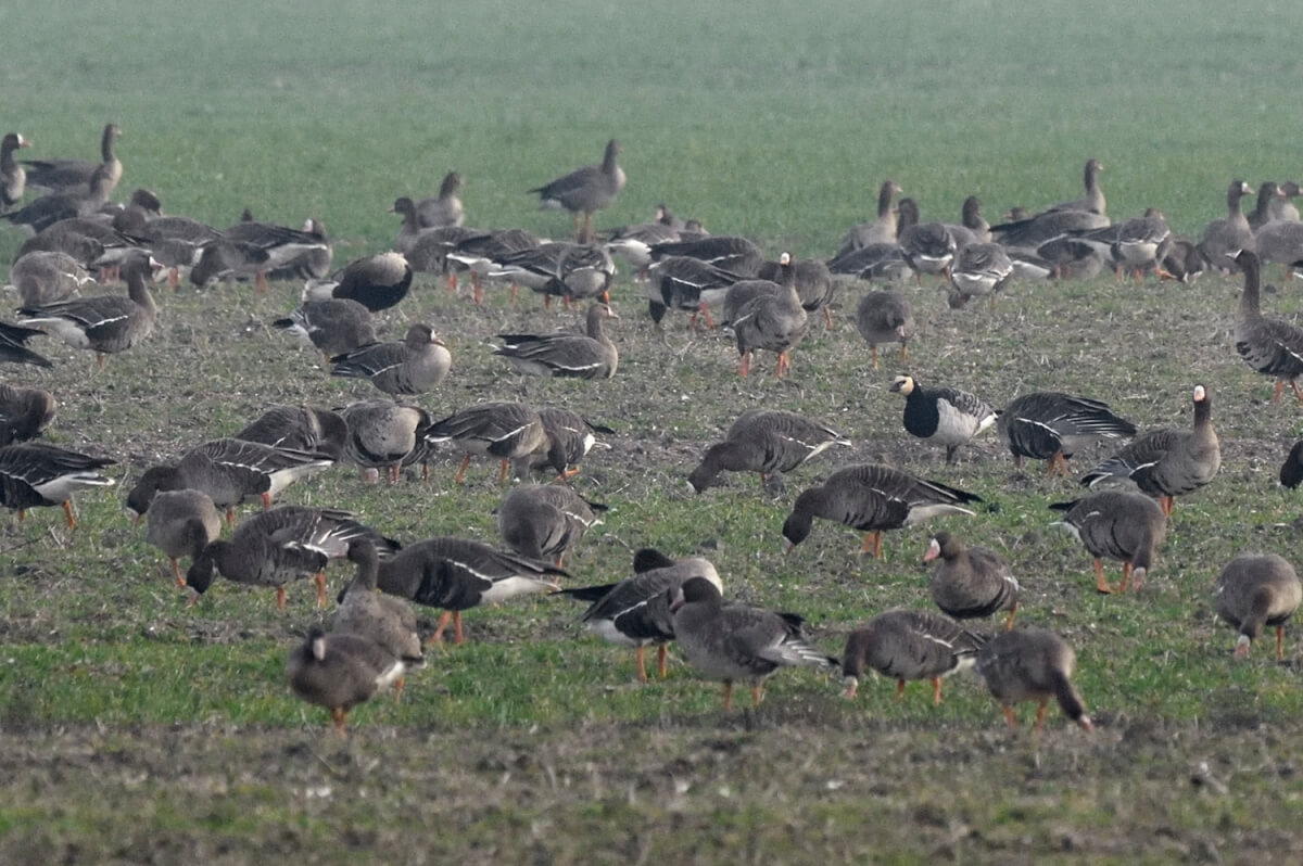 Oca facciabianca, foto di Luca Giordano Leica Natura
