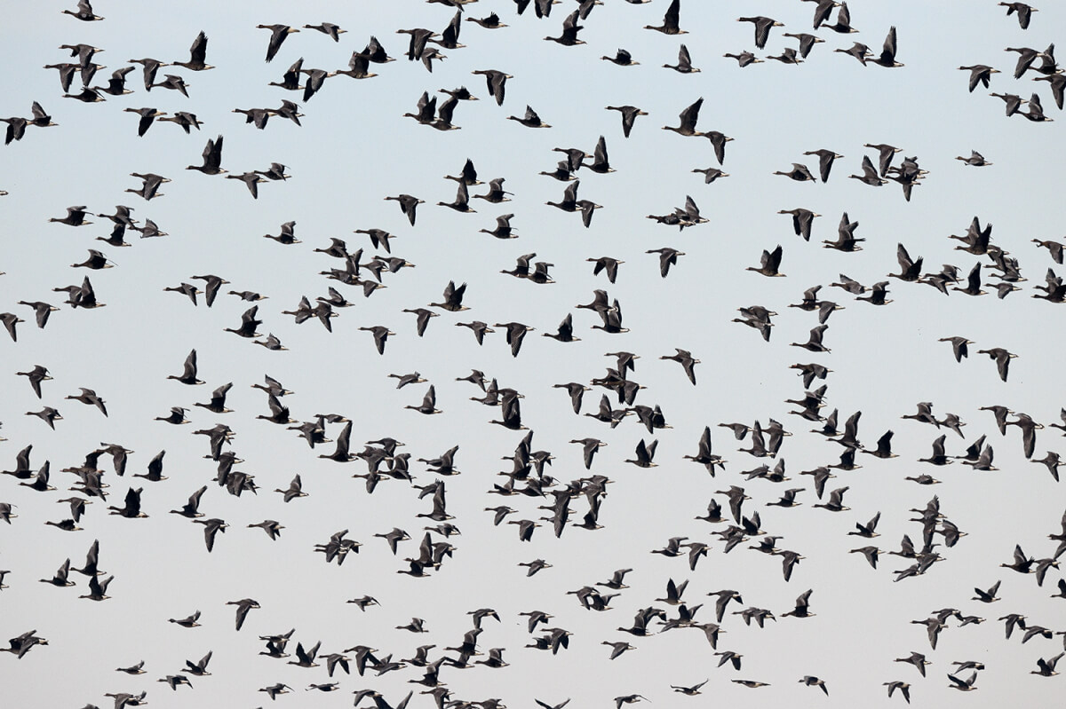 Luca Giordano, Parco del Delta del Po
Leica Natura Volo di oche selvatiche e lombardelle
