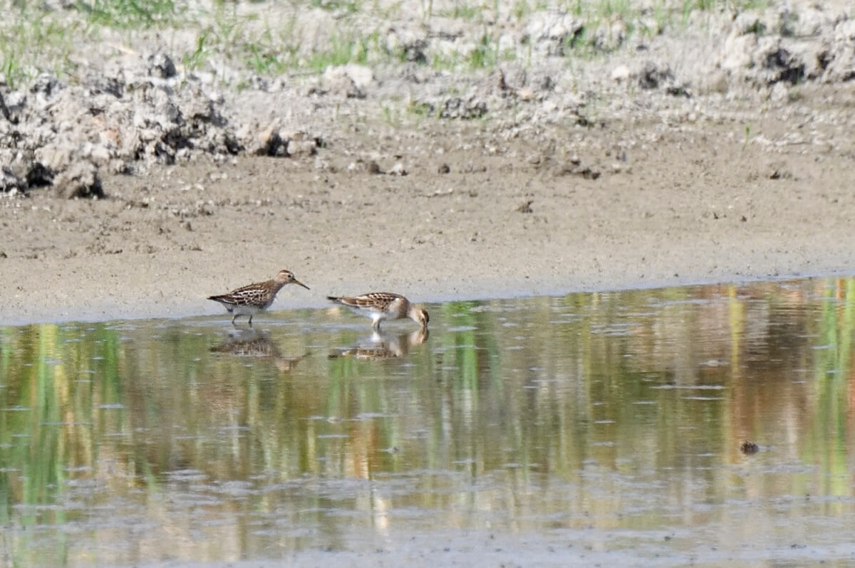 Piovanello pettorale, foto di Luca Giordano leica natura
