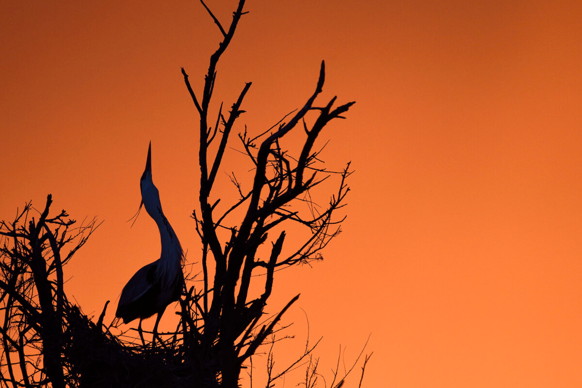 Airone cenerino al tramonto. Foto di Luca Giordano. Leica Natura
