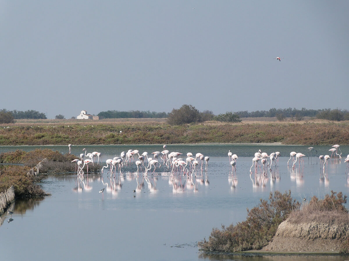 Fenicotteri foto Francesco Mezzatesta. Leica Natura
