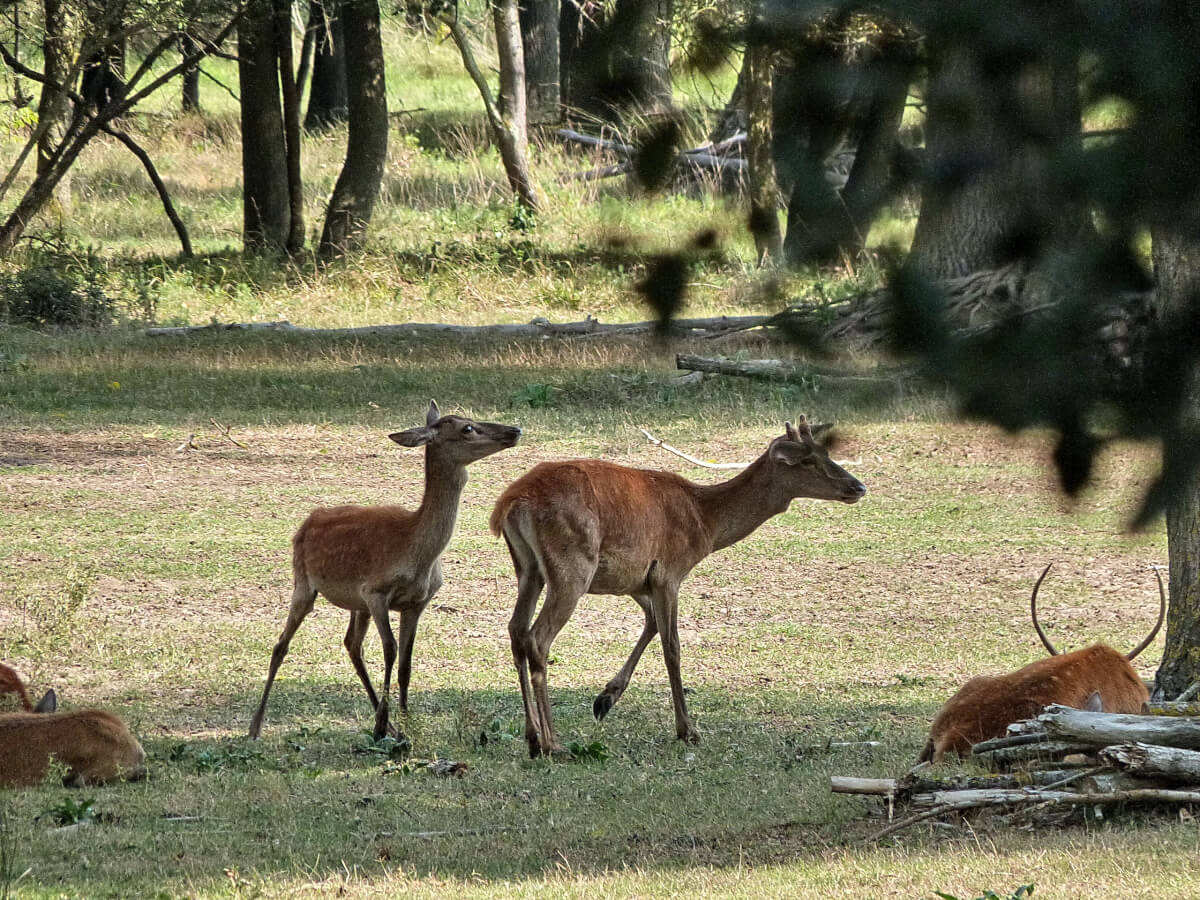 Cervi nel Bosco di Mesola, foto Francesco Mezzatesta Leica Natura