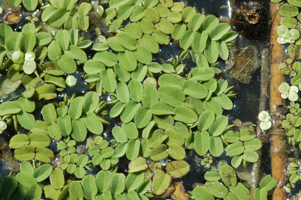 Vegetazione acquatica, erba pesce (Salvinia natane). Felce priva di radici, foto Francesco Mezzatesa. Leica Natura