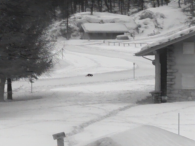 Nella foto scattata da Emanuele Biggi con la termocamera si nota come la volpe in modalità nero caldo sia ben evidente. ma anche i particolari freddi come i rami e la neve sul tetto siano molto ben evidenziati. Grazie al software LIO™ è possibile avere un'immagine completa del panorama circostante e capire esattamente il contesto in cui si trova l'animale. leica  natura Tatiana chiavegato