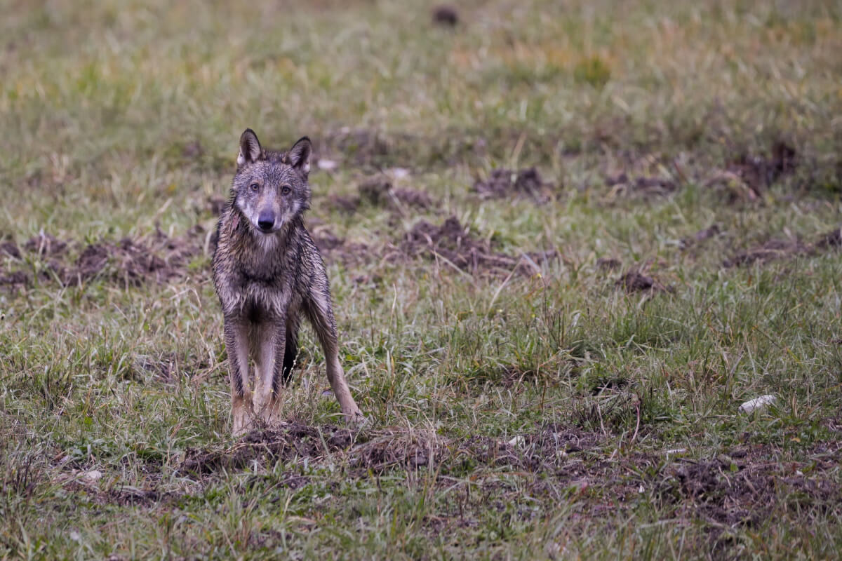 Un giovane lupo sotto la pioggia autunnale. Foto di Francesco Romito
Leica Natura