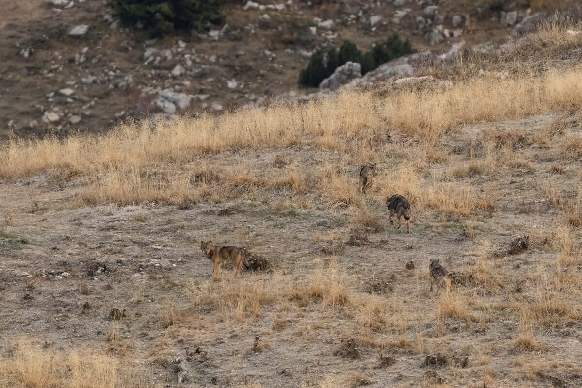 Quattro lupi si muovono sulla prima brina autunnale sui pascoli dell'Altopiano della Lessinia. Foto Francesco Romito 2021