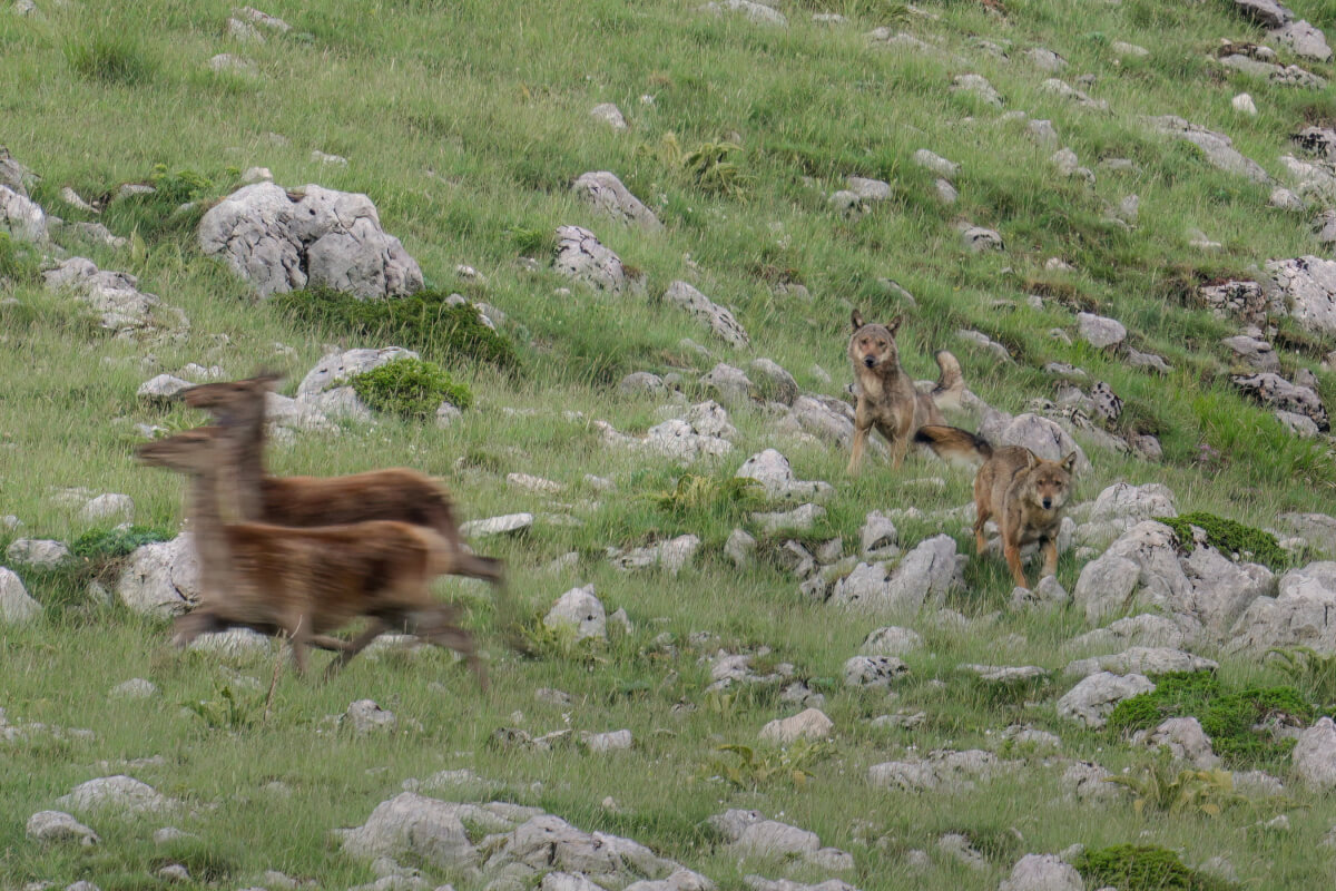 Due cerve provano a distrarre i lupi dal predare i loro piccoli a riposo sui prati nel Parco Nazionale d'Abruzzo, Lazio e Molise. (2022) Leica Natura