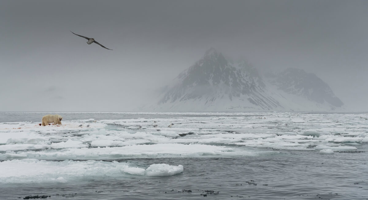 Leica Natura polo nord Isole Svalbard Stefano Unterhtiner, tra i ghiacci con Leica Sport Optics e i binocoli noctivid e ultravid. Masterclass fotografica. Orso polare