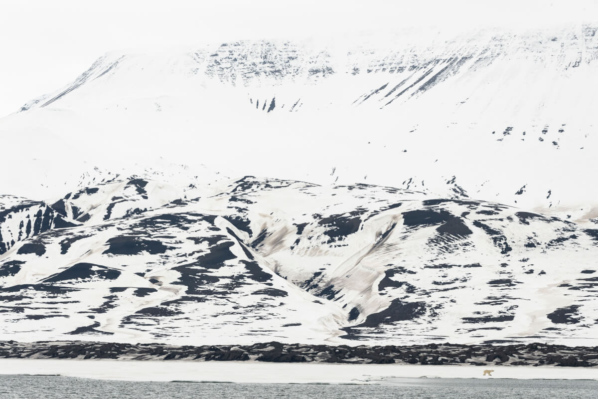 Leica Natura polo nord Isole Svalbard Stefano Unterhtiner, tra i ghiacci con Leica Sport Optics e i binocoli noctivid e ultravid. Masterclass fotografica. Orso polare