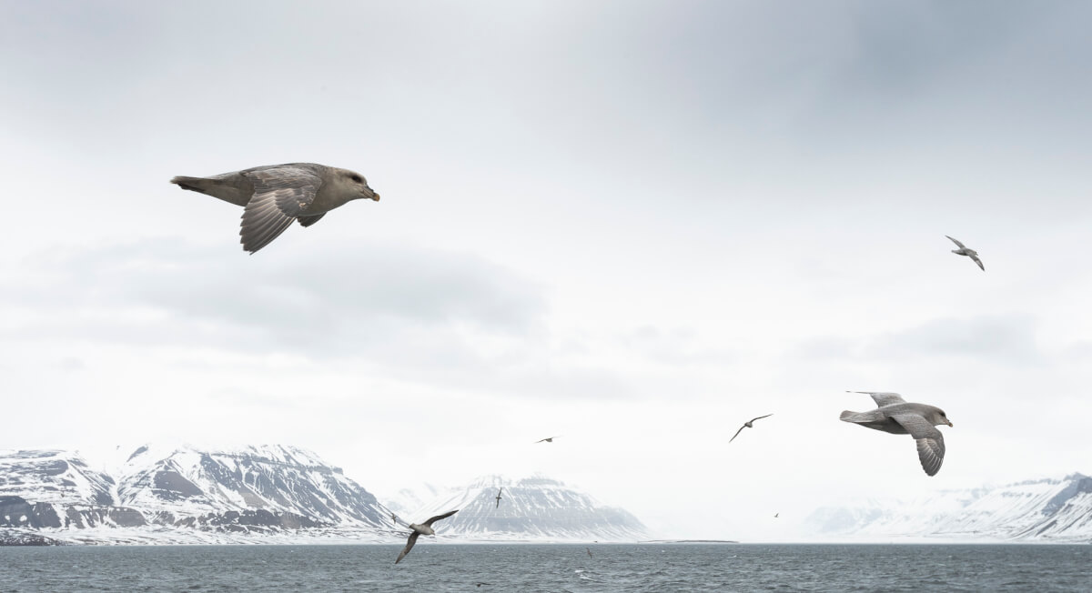 edredoni, urie nere, Longyearbyen Leica Natura 