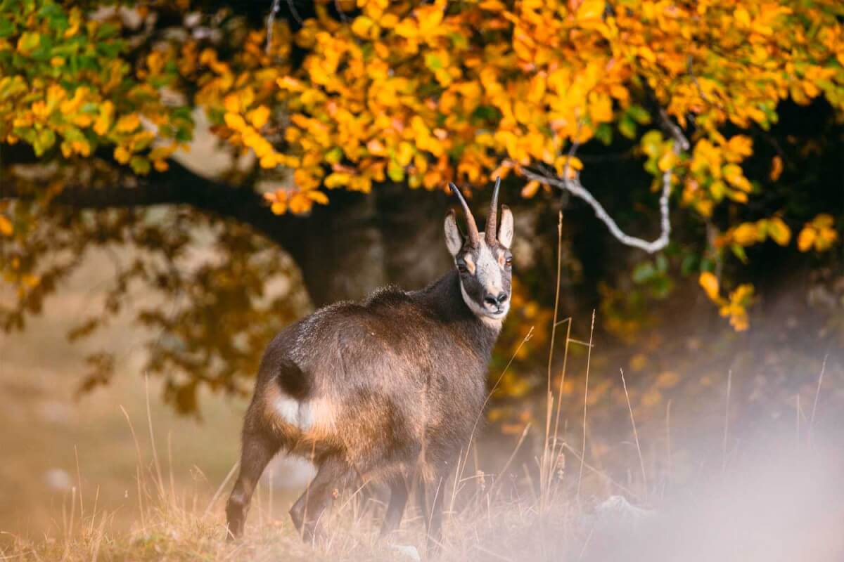 La Lessinia e ricca di fauna. Il camoscio vive in quest'area ed è facilmente avvistatile.
Leica Natura