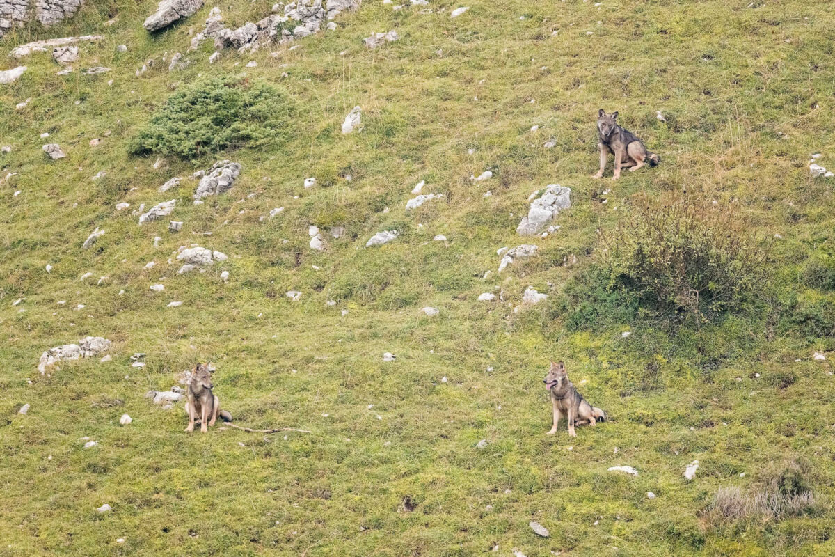 Leica Natura Canis lupus fotografia naturalistica 