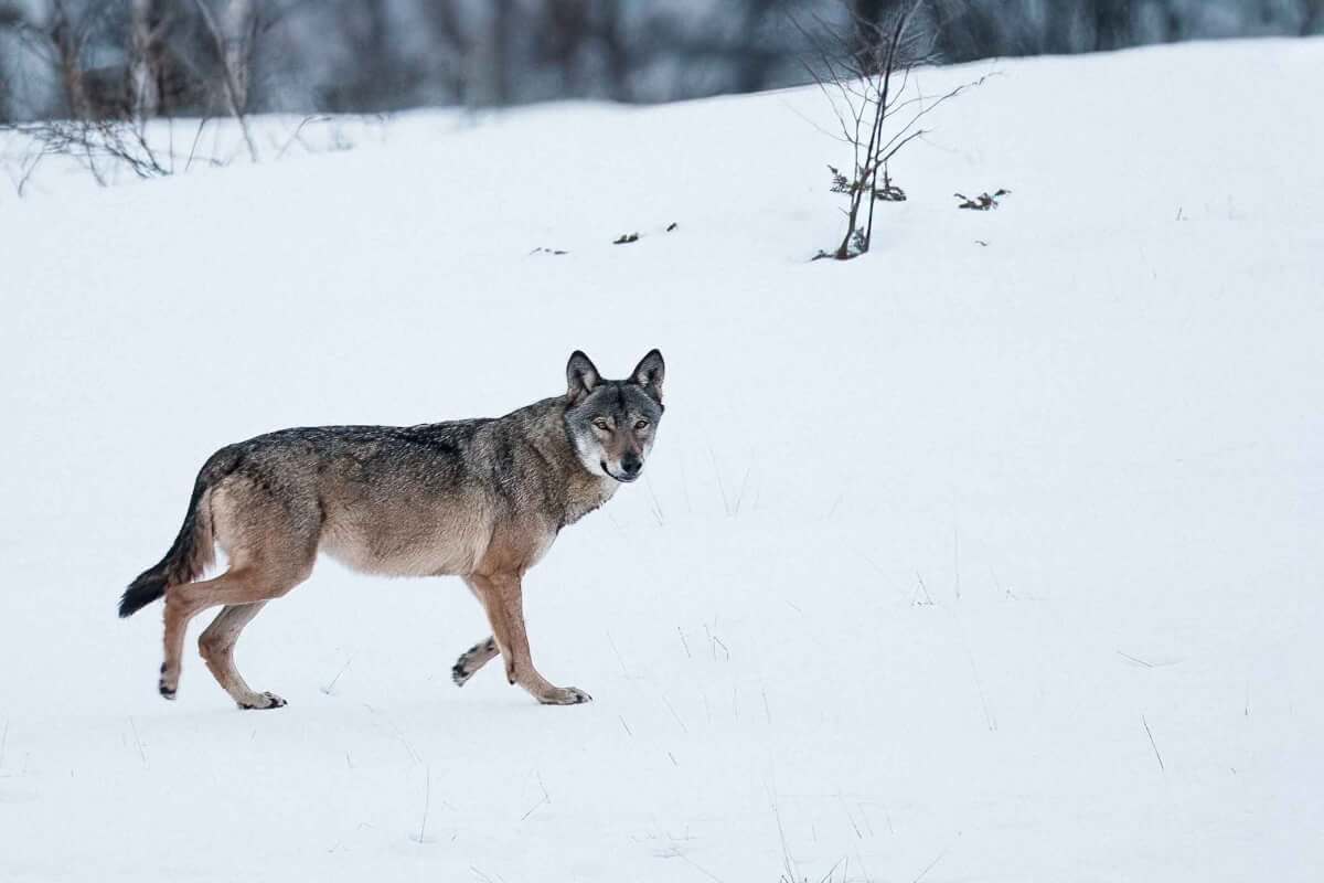 Lessinia, lupo. Foto G.Pimazzoni Leica Natura Canis lupus fotografia naturalistica 