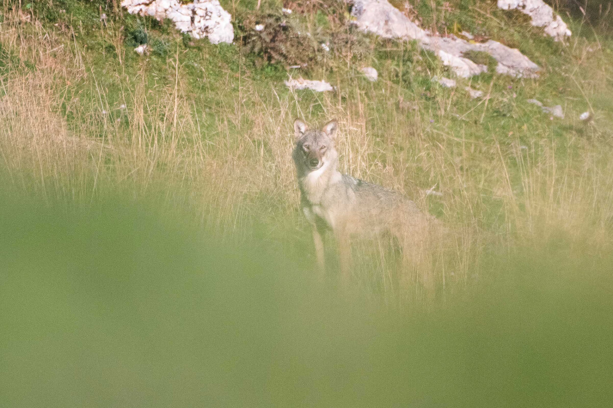 Leica Natura Canis lupus fotografia naturalistica 
Un lupo in Lessinia, foto di Simone Gabrielli