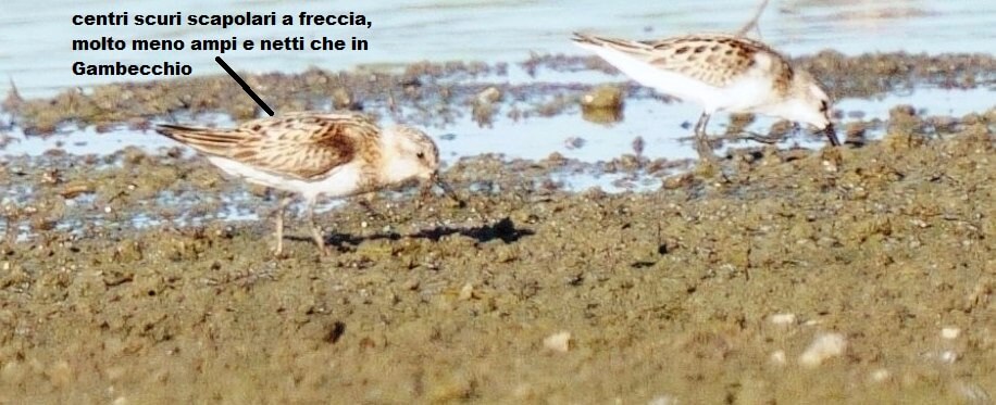 Calidris gambecchio osservazione della natura leicabird Andrea corso