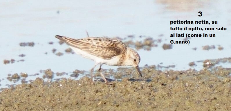 Calidris Andrea Corso 
nuove specie di uccelli, ornitologia