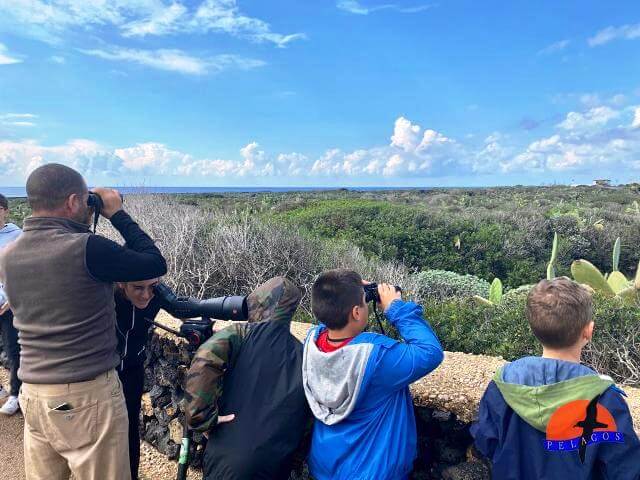 Babybirders in azione. Isola di Linosa.