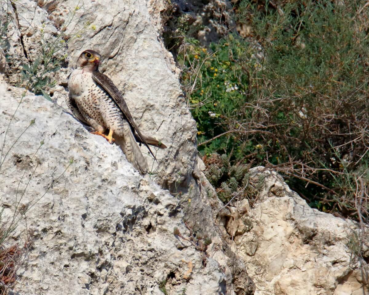 Lanario Leica Natura Andrea Corso
falco biarmicus feldeggii