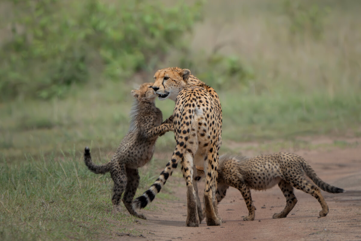 Ghepardo femmina con cuccioli. Masai Mara.