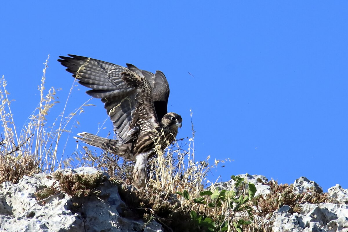 Lanario Leica Natura Andrea Corso falco biarmicus feldeggii