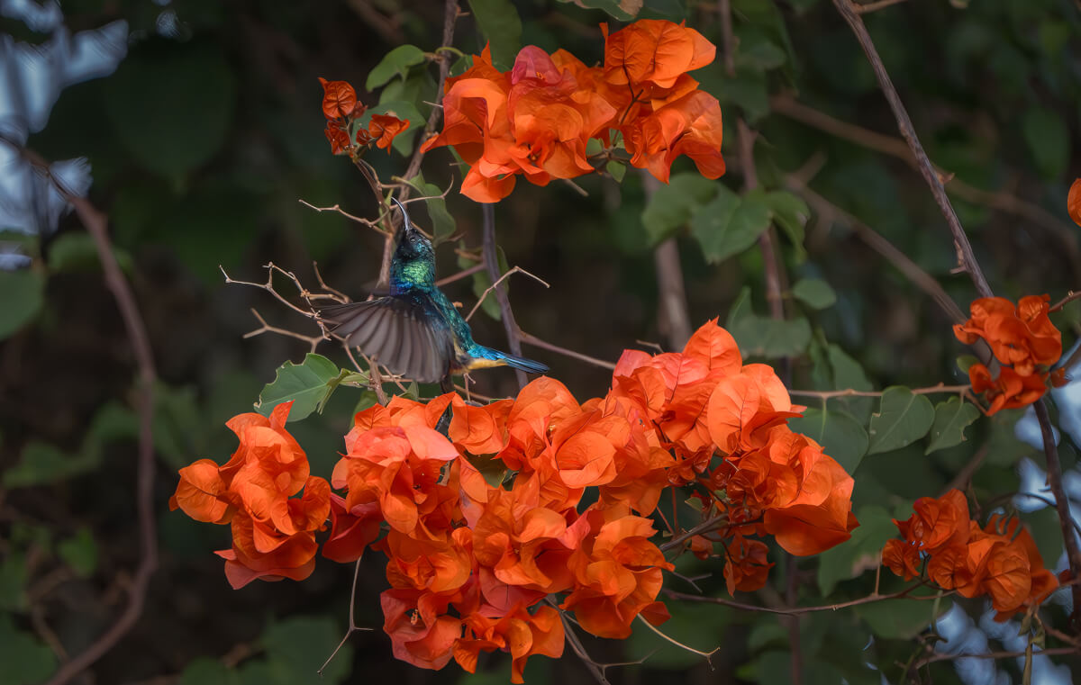 Uccello solare dal ventre giallo. Nairobi. africa Sara Pescia fotografia naturalistica leica bird