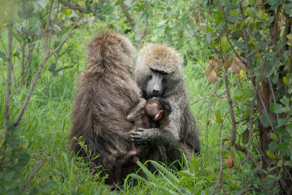 Babbuini. Masai Mara.