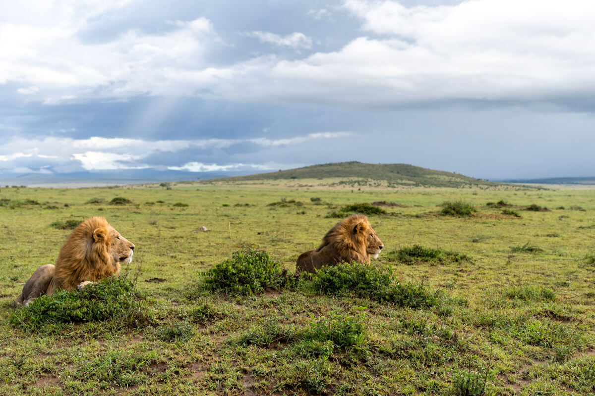 Leoni. Masai Mara